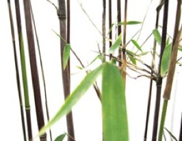 Bambus